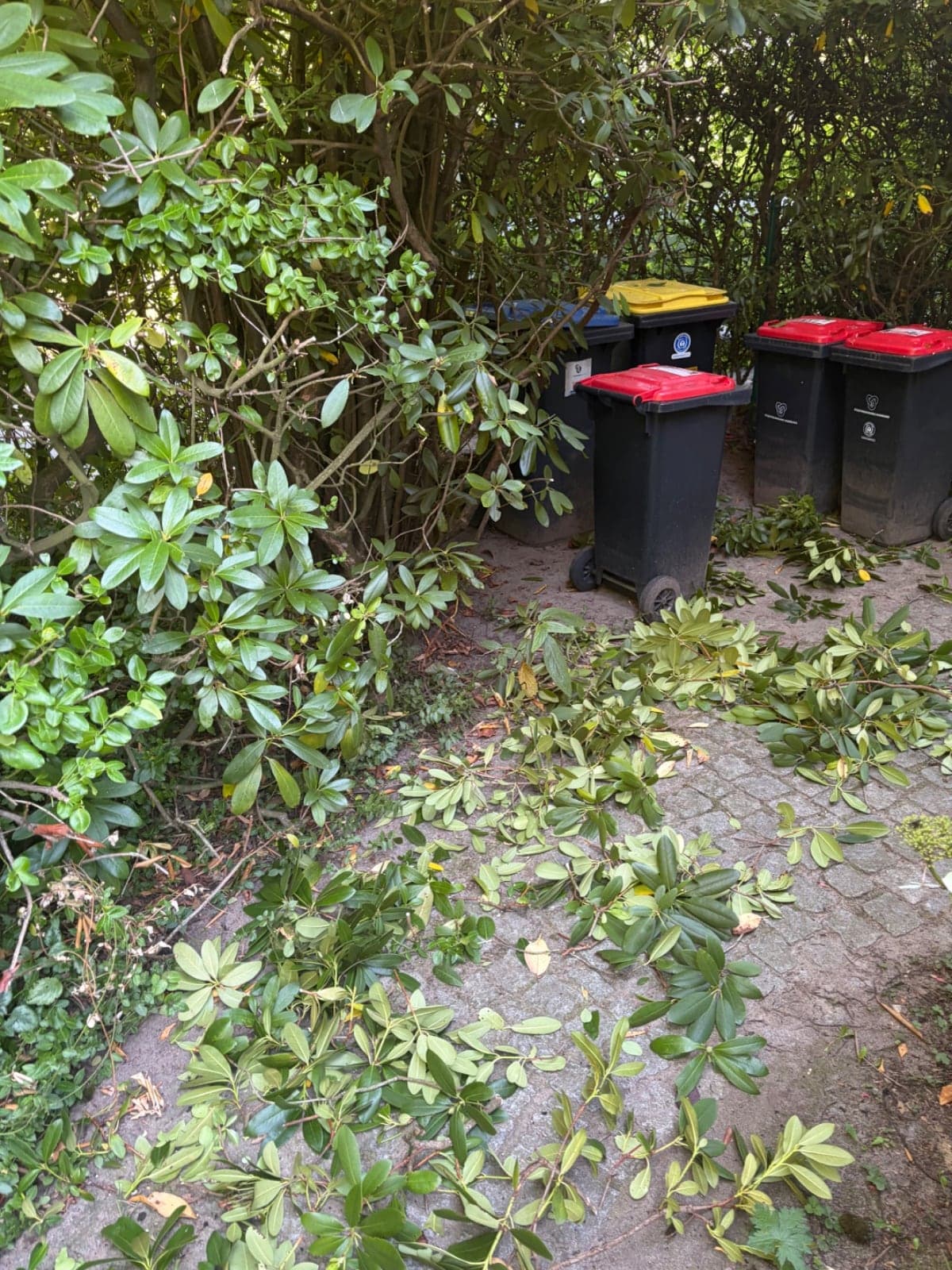 Frischer Grünschnitt nach dem Rückschnitt einer Hecke